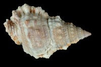 藏品(果粒蛙螺)的圖片